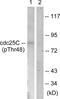 Cell Division Cycle 25C antibody, PA5-38358, Invitrogen Antibodies, Western Blot image 