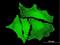 Plakophilin 4 antibody, H00008502-M06, Novus Biologicals, Immunofluorescence image 