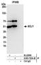 Selenocysteine Lyase antibody, A305-725A-M, Bethyl Labs, Immunoprecipitation image 