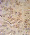 Corticotropin Releasing Hormone Receptor 2 antibody, LS-C167040, Lifespan Biosciences, Immunohistochemistry frozen image 