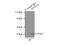 Annexin A5 antibody, 11060-1-AP, Proteintech Group, Immunoprecipitation image 