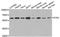 Serine/threonine-protein kinase 4 antibody, orb373926, Biorbyt, Western Blot image 