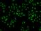CREB3 Regulatory Factor antibody, 207721-T02, Sino Biological, Immunohistochemistry paraffin image 