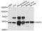 Carnosine Dipeptidase 2 antibody, A10381, ABclonal Technology, Western Blot image 