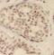 Dug antibody, FNab06240, FineTest, Immunohistochemistry frozen image 