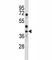 Protein Wnt-6 antibody, F44870-0.4ML, NSJ Bioreagents, Western Blot image 