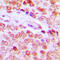 Histone H2B antibody, LS-C358769, Lifespan Biosciences, Immunohistochemistry frozen image 