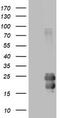 CD99 Molecule (Xg Blood Group) antibody, CF800824, Origene, Western Blot image 