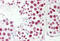 Forkhead Box L1 antibody, MBS248197, MyBioSource, Immunohistochemistry frozen image 