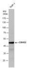 COBW Domain Containing 2 antibody, GTX120749, GeneTex, Western Blot image 