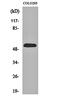 Histidyl-tRNA synthetase, cytoplasmic antibody, orb161311, Biorbyt, Western Blot image 