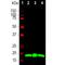 Visinin-like protein 1 antibody, NBP2-25166, Novus Biologicals, Western Blot image 