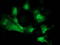 Cyclin Dependent Kinase 2 antibody, TA502808, Origene, Immunofluorescence image 