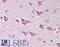 NLR family CARD domain-containing protein 4 antibody, LS-B533, Lifespan Biosciences, Immunohistochemistry frozen image 