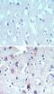 Thioesterase Superfamily Member 6 antibody, NBP2-24492, Novus Biologicals, Immunohistochemistry frozen image 