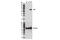 RAC-gamma serine/threonine-protein kinase antibody, 14982S, Cell Signaling Technology, Western Blot image 