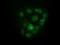 U2AF Homology Motif Kinase 1 antibody, NBP2-03027, Novus Biologicals, Immunofluorescence image 