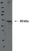 BMP and activin membrane-bound inhibitor homolog antibody, 16100-1-AP, Proteintech Group, Western Blot image 
