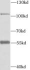 Ephrin type-A receptor 2 antibody, FNab09858, FineTest, Western Blot image 