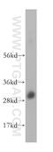 Putative transcription factor Ovo-like 1 antibody, 14082-1-AP, Proteintech Group, Western Blot image 
