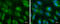 Phosphoglycerate Mutase 1 antibody, GTX629745, GeneTex, Immunofluorescence image 