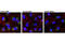 Protein transport protein Sec24B antibody, 12042S, Cell Signaling Technology, Immunofluorescence image 