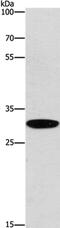 EP300 Interacting Inhibitor Of Differentiation 3 antibody, PA5-51354, Invitrogen Antibodies, Western Blot image 
