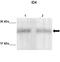 DNA-binding protein inhibitor ID-4 antibody, TA330251, Origene, Western Blot image 