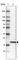 Zinc Finger Protein 22 antibody, HPA016736, Atlas Antibodies, Western Blot image 