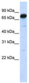 Angiomotin antibody, TA337278, Origene, Western Blot image 