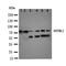 Delta Like Canonical Notch Ligand 3 antibody, orb97038, Biorbyt, Western Blot image 