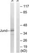 JunD Proto-Oncogene, AP-1 Transcription Factor Subunit antibody, LS-C118169, Lifespan Biosciences, Western Blot image 