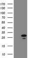 PEST Proteolytic Signal Containing Nuclear Protein antibody, TA808827, Origene, Western Blot image 