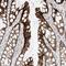 Zinc Finger Protein 774 antibody, HPA030840, Atlas Antibodies, Immunohistochemistry frozen image 