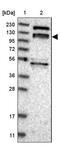 Rho Guanine Nucleotide Exchange Factor 10 Like antibody, PA5-55307, Invitrogen Antibodies, Western Blot image 
