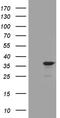 Tubulin Epsilon And Delta Complex 1 antibody, LS-C795987, Lifespan Biosciences, Western Blot image 