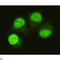 SMAD Family Member 5 antibody, LS-C814122, Lifespan Biosciences, Immunocytochemistry image 