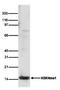 Histone H3 antibody, NBP2-59150, Novus Biologicals, Western Blot image 