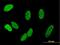 Chromosome Alignment Maintaining Phosphoprotein 1 antibody, H00283489-B01P, Novus Biologicals, Immunofluorescence image 