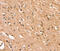 Stefin-B antibody, MBS2518138, MyBioSource, Immunohistochemistry frozen image 