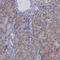 Centrosomal Protein 128 antibody, HPA001116, Atlas Antibodies, Immunohistochemistry frozen image 