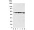 Abl Interactor 1 antibody, R30167, NSJ Bioreagents, Western Blot image 