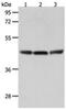 Relaxin Family Peptide/INSL5 Receptor 4 antibody, PA5-49735, Invitrogen Antibodies, Western Blot image 