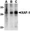 XIAP Associated Factor 1 antibody, orb74574, Biorbyt, Western Blot image 