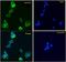 Doublecortin antibody, LS-C139686, Lifespan Biosciences, Immunofluorescence image 