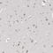 Zinc Finger Protein 770 antibody, NBP1-82172, Novus Biologicals, Immunohistochemistry frozen image 