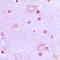 Serine/arginine-rich splicing factor 7 antibody, LS-C354076, Lifespan Biosciences, Immunohistochemistry frozen image 