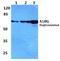 Alpha-1-B Glycoprotein antibody, A07289-1, Boster Biological Technology, Western Blot image 