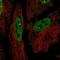 Zinc Finger Protein 219 antibody, NBP2-31626, Novus Biologicals, Immunofluorescence image 