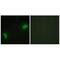 Docking Protein 7 antibody, A05165, Boster Biological Technology, Immunofluorescence image 
